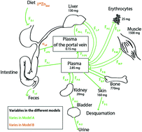 Graphical abstract: Dynamic homeostasis modeling of Zn isotope ratios in the human body