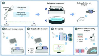 Graphical abstract: Proteomic approach underlying the hippocampal neurodegeneration caused by low doses of methylmercury after long-term exposure in adult rats