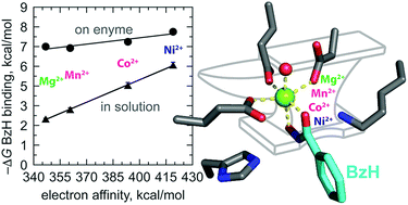 Graphical abstract: Catalytic properties of the metal ion variants of mandelate racemase reveal alterations in the apparent electrophilicity of the metal cofactor