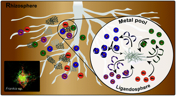 Graphical abstract: Metallophore profiling of nitrogen-fixing Frankia spp. to understand metal management in the rhizosphere of actinorhizal plants