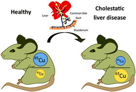 Graphical abstract: Body distribution of stable copper isotopes during the progression of cholestatic liver disease induced by common bile duct ligation in mice