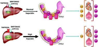 Graphical abstract: Mice overexpressing hepcidin suggest ferroportin does not play a major role in Mn homeostasis