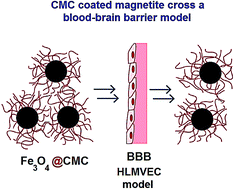 Graphical abstract: Carboxymethyl cellulose coated magnetic nanoparticles transport across a human lung microvascular endothelial cell model of the blood–brain barrier