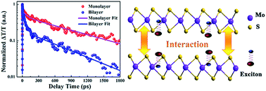 Graphical abstract: Influence of interlayer interactions on the relaxation dynamics of excitons in ultrathin MoS2