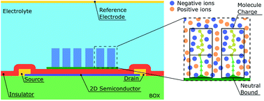 Graphical abstract: Assessment of three electrolyte–molecule electrostatic interaction models for 2D material based BioFETs