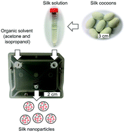 Graphical abstract: Microfluidic-assisted silk nanoparticle tuning