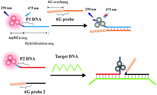 Graphical abstract: DNA-templated Au nanoclusters coupled with proximity-dependent hybridization and guanine-rich DNA induced quenching: a sensitive fluorescent biosensing platform for DNA detection