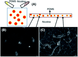 Graphical abstract: One-step fabrication of size-controllable nicotine containing core–shell structures