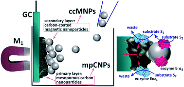 Graphical abstract: Magnetically induced enzymatic cascades – advancing towards multi-fuel direct/mediated bioelectrocatalysis