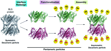 Graphical abstract: Asymmetric bifunctional protein nanoparticles through redesign of self-assembly