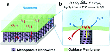 Graphical abstract: An enhanced enzymatic reaction using a triphase system based on superhydrophobic mesoporous nanowire arrays