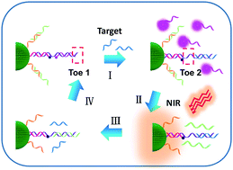 Graphical abstract: Intracellular low-abundance microRNA imaging by a NIR-assisted entropy-driven DNA system