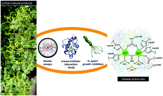 Graphical abstract: In vitro inhibition of Helicobacter pylori and interaction studies of lichen natural products with jack bean urease