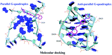 Graphical abstract: Synthesis of quinolinium-based probes and studies of their effects for selective G-quadruplex DNA targeting