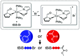 Graphical abstract: Bis(formylpyrrolyl) cobalt complexes as mediators in the reversible-deactivation radical polymerization of styrene and methyl methacrylate