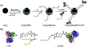 Graphical abstract: Attachment of enzymes to hydrophilic magnetic nanoparticles through DNA-directed immobilization with enhanced stability and catalytic activity