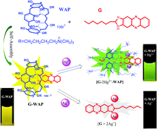 Graphical abstract: A novel water soluble pillar[5]arene and phenazine derivative self-assembled pseudorotaxane sensor for the selective detection of Hg2+ and Ag+ with high selectivity and sensitivity