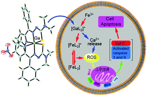 Graphical abstract: Gallium(iii)–2-benzoylpyridine-thiosemicarbazone complexes promote apoptosis through Ca2+ signaling and ROS-mediated mitochondrial pathways