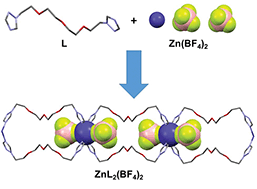 Graphical abstract: Novel 1D coordination polymers built from acyclic cryptate containing bis(1H-1,2,4-triazole) ligands and featuring coordinated counteranions