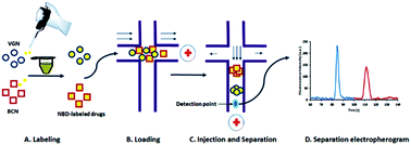 Graphical abstract: Determination of baclofen and vigabatrin by microchip electrophoresis with fluorescence detection: application of field-enhanced sample stacking and dynamic pH junction