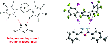 Graphical abstract: Halogen bonding two-point recognition with terphenyl derivatives