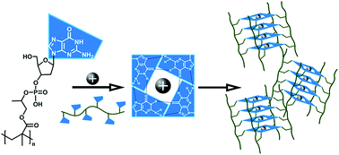 Graphical abstract: Synthesis of a deoxyguanosine monophosphate rich propyl methacrylate oligomer