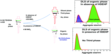 Graphical abstract: Minimizing the aggregation of diglycolamide reverse micelles in the n-dodecane phase with bis-(2-ethylhexyl)phosphoric acid “reactive” phase modifier