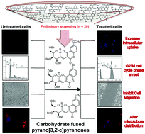 Graphical abstract: Stereoselective synthesis of carbohydrate fused pyrano[3,2-c]pyranones as anticancer agents