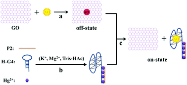 Graphical abstract: A turn-on fluorescent sensor for Hg2+ detection based on graphene oxide and DNA aptamers