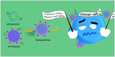 Graphical abstract: 2-Amino-6-chloropurine-modified polyamidoamine-mediated p53 gene transfection to achieve anti-tumor efficacy