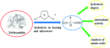 Graphical abstract: Hydrolysis of trichosanthin (TCS) catalyzed by imidazolium-based ionic liquids in heating and microwave-assisted modes