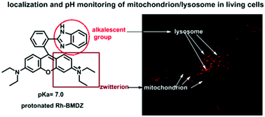 Graphical abstract: A single rhodamine spirolactam probe for localization and pH monitoring of mitochondrion/lysosome in living cells