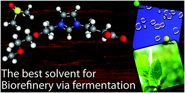 Graphical abstract: Dimethyl sulfoxide enhances both the cellulose dissolution ability and biocompatibility of a carboxylate-type liquid zwitterion