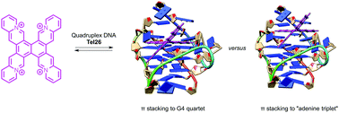 Graphical abstract: NMR-spectroscopic investigation of the complex between tetraazoniapentapheno[6,7-h]pentaphene and quadruplex DNA Tel26