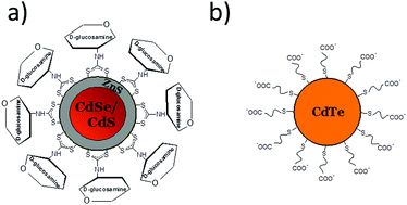 Graphical abstract: Cytotoxicity studies of selected cadmium-based quantum dots on 2D vs. 3D cell cultures