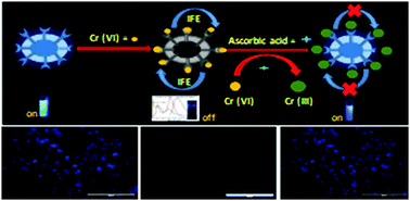 Graphical abstract: Bright-blue-emission nitrogen and phosphorus-doped carbon quantum dots as a promising nanoprobe for detection of Cr(vi) and ascorbic acid in pure aqueous solution and in living cells