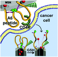 Graphical abstract: Dual-functional cyclic peptide switch on mesoporous nanocontainers for selective CD44 targeting and on–off gatekeeping triggered by conformational transformation