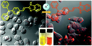 Graphical abstract: A benzimidazole-based highly selective colorimetric and far-red fluorometric pH sensor for intracellular imaging