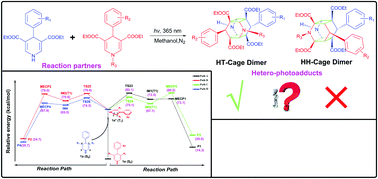 Graphical abstract: Hetero-intermolecular [2+2] photocycloaddition of 1,4-dihydropyridines: a combined experimental and DFT study