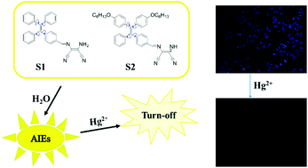 Graphical abstract: Fluorescence probes based on AIE luminogen: application for sensing Hg2+ in aqueous media and cellular imaging