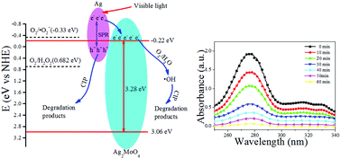 Graphical abstract: Fabrication of an Ag/Ag2MoO4 plasmonic photocatalyst with enhanced photocatalytic performance for the degradation of ciprofloxacin
