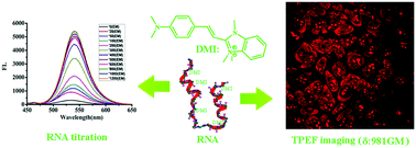 Graphical abstract: A small-molecule with a large two-photon absorption cross-section serves as a membrane-permeable ribonucleic acid (RNA) probe for live cell imaging