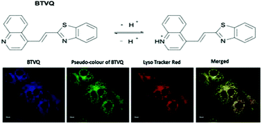 Graphical abstract: Imaging of lysosomal pH changes with a novel quinoline/benzothiazole probe