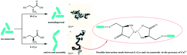 Graphical abstract: A new nanosensor for the chiral recognition of cysteine enantiomers based on gold nanorods