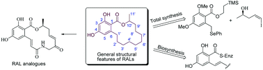 Graphical abstract: Resorcylic acid lactones (RALs) and their structural congeners: recent advances in their biosynthesis, chemical synthesis and biology
