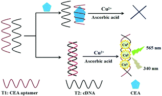 Graphical abstract: A sensitive detection method of carcinoembryonic antigen based on dsDNA-templated copper nanoparticles