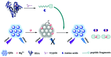 Graphical abstract: A novel fluorescence strategy for mercury ion and trypsin activity assay based on nitrogen-doped graphene quantum dots