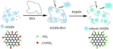 Graphical abstract: Construction and comparison of BSA-stabilized functionalized GQD composite fluorescent probes for selective trypsin detection