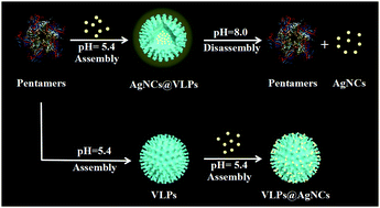 Graphical abstract: The capsid assembly-induced luminescence enhancement (AILE) of DNA-protected silver nanoclusters and an in situ application