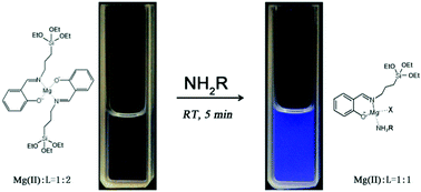 Graphical abstract: Fluorescence turn-on of salicylaldimine ligands by co-ordination with magnesium and amines